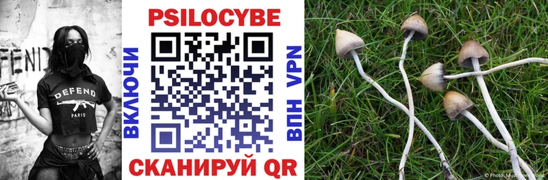 где найти   Завитинск  Псилоцибиновые грибы Psilocybe 